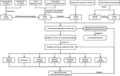 Development and validation of cuproptosis-related lncRNAs associated with pancreatic cancer immune microenvironment based on single-cell